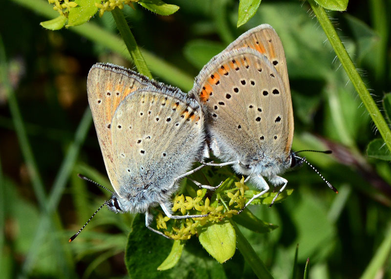 Lycaena italica in accoppiamento